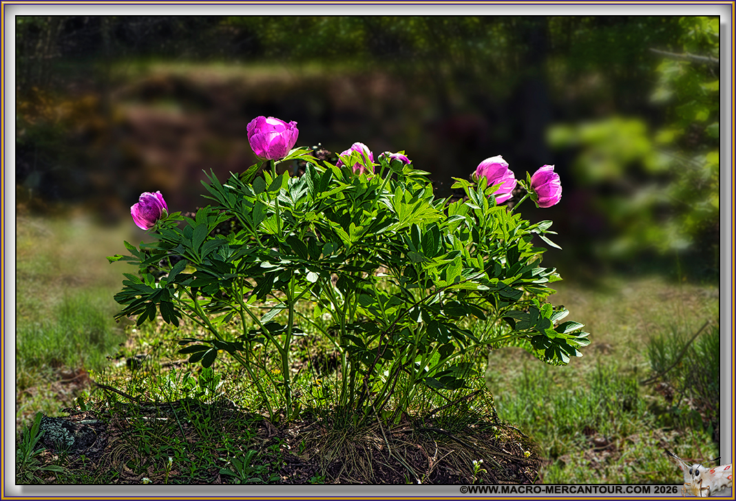 Pivoines